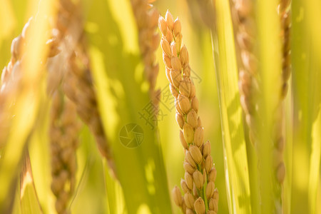 农民收稻子秋天里田间的水稻背景
