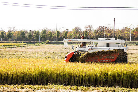 联合收割农民伯伯收隔水稻背景