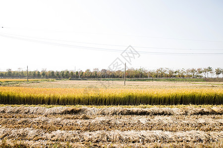 秋天里田间的水稻背景图片