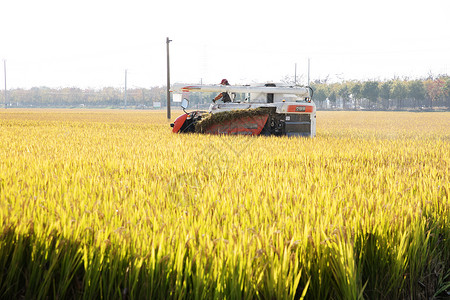 芒种时节农民伯伯收割水稻背景图片