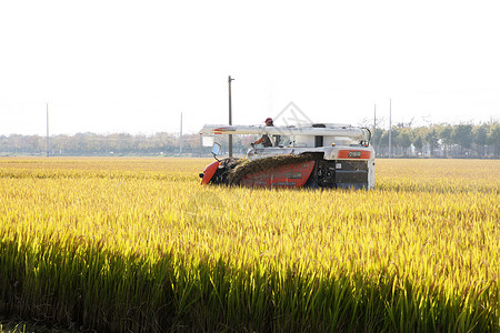 芒种时节农民伯伯收割水稻高清图片