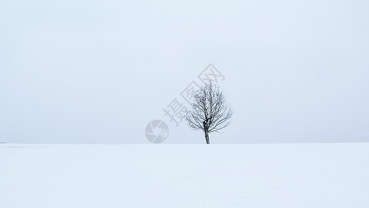 冬天的树壁纸冬季雪景背景