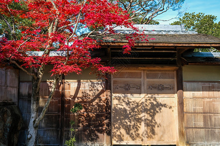 日本京都建筑红枫背景图片