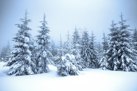 冬森林冬季雪景设计图片