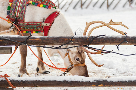 北欧芬兰洛瓦涅米圣诞老头人村驯鹿拉雪橇背景图片