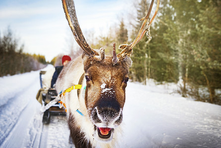 雪闪着白北欧芬兰洛瓦涅米圣诞老人村驯鹿拉雪橇背景
