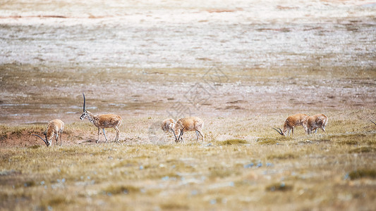野生保护动物可可西里无人区藏羚羊背景