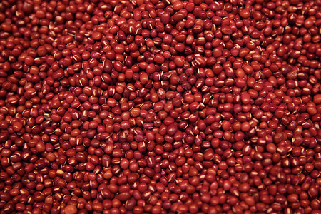 种子研发红豆背景