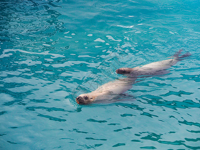 西沃德海洋动物中心海洋动物研究中心海狮背景