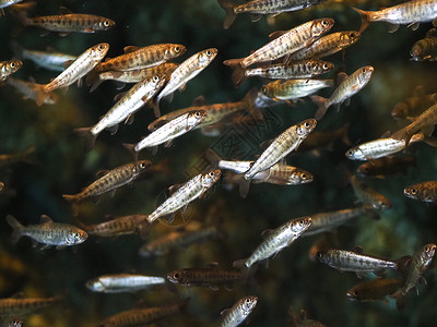 苏卡达中心鱼美国阿拉斯加海洋动物研究中心小鱼群背景
