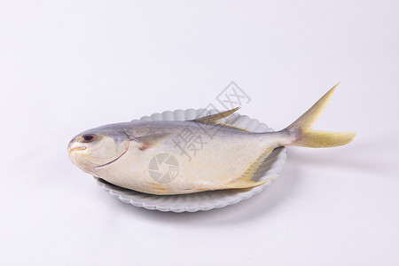金鲳鱼小海鱼干白色高清图片