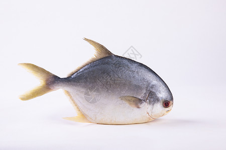 金鲳鱼背景图片