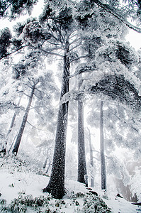 黄山雾凇雪景高清图片