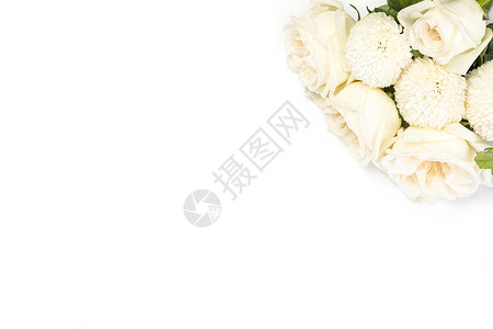 白玫瑰背景图图片