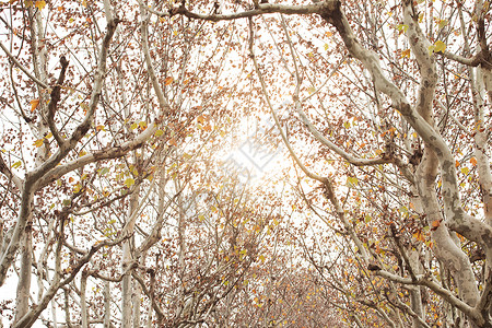 冬天的梧桐树背景图片