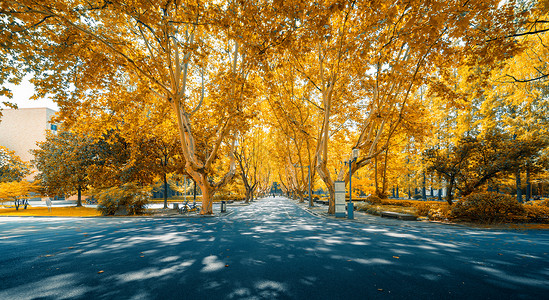 后院秋色上海同济大学秋季校园林荫大道背景