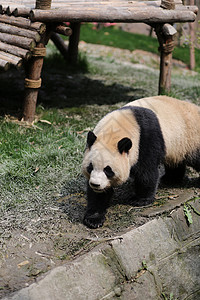 大熊猫背景图片