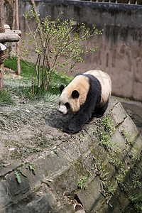 大熊猫背景图片