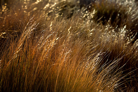 新西兰南岛阳光下的秋草背景图片
