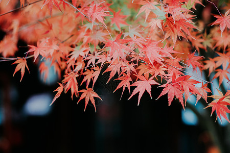 枫叶秋色背景图片