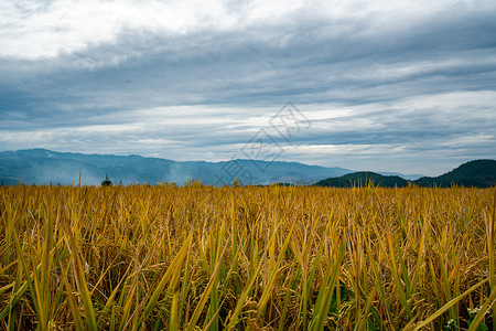 芒种时节稻田背景图片