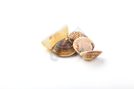 贝壳片鲜美的文蛤静物棚拍背景