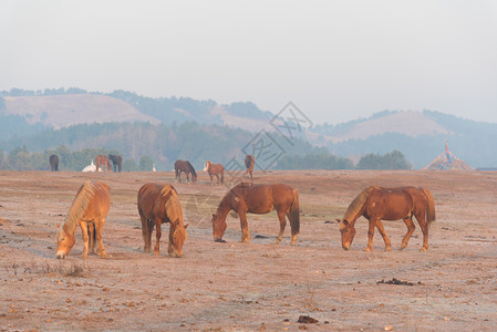 武汉木兰草原马场牧马背景图片