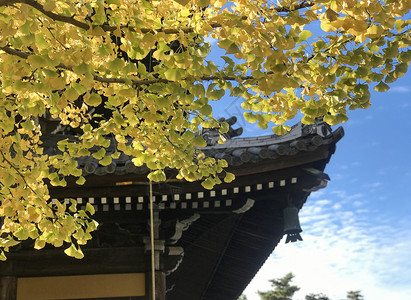 日本京都寺庙银杏高清图片