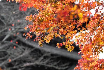 枫叶日本日本京都寺庙枫叶背景