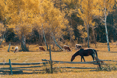 新疆白哈巴牧场草原景色高清图片