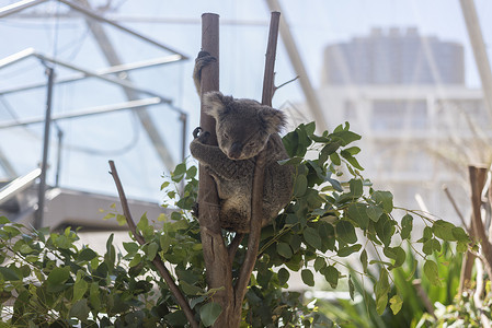 澳大利亚悉尼动物园考拉馆背景