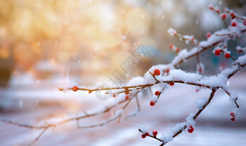 树枝上厚厚的雪冬天风景设计图片