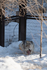 北海道动物园正在进食的日本狼背景图片