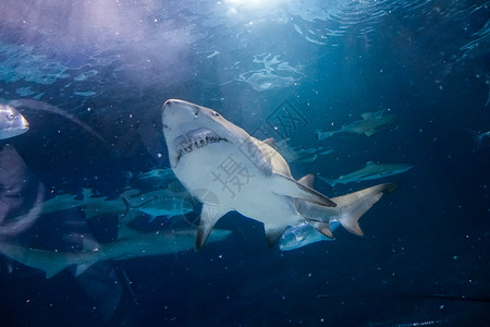 大白鲨水族馆内游动的鲨鱼背景