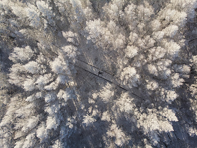 人物雪航拍白桦林背景