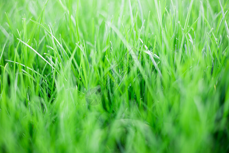 绿绿的小草背景图片