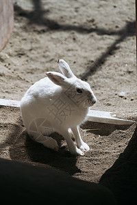 不开心的小白兔北海道动物园野兔背景