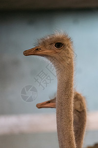 北海道动物园鸵鸟图片