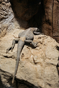 北海道动物园蜥蜴特写图片