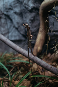 爬虫北海道动物园蜥蜴背景