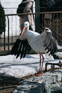 北海道动物园动物翼鹤图片