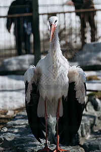 北海道动物园翼鹤图片