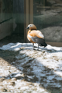 北海道动物园动物鸳鸯特写图片