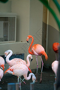 北海道动物园火烈鸟特写图片