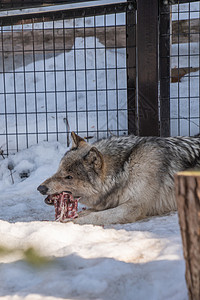 北海道动物园正在进食的狼特写背景图片