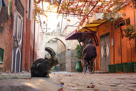 北非旅游摩洛哥马拉喀什街景背景