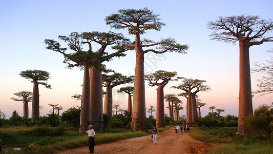 非洲日落马达加斯加猴面包树背景