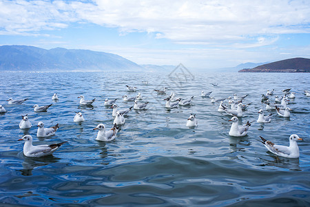 海鸥成群结队高清图片