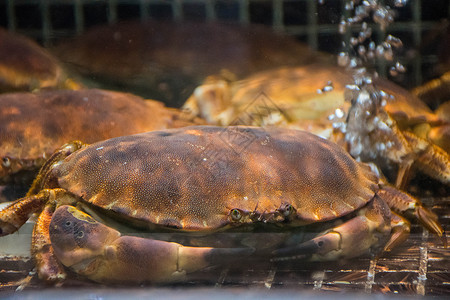 爱尔兰面包蟹面包蟹背景