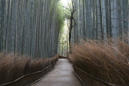 日本京都岚山小竹林高清图片